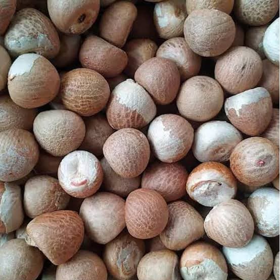 Raw Areca Nut — Whole